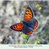 lycaena phlaeas daghestan  male 2